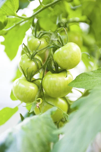 Crude Tomatos — Stock Photo, Image