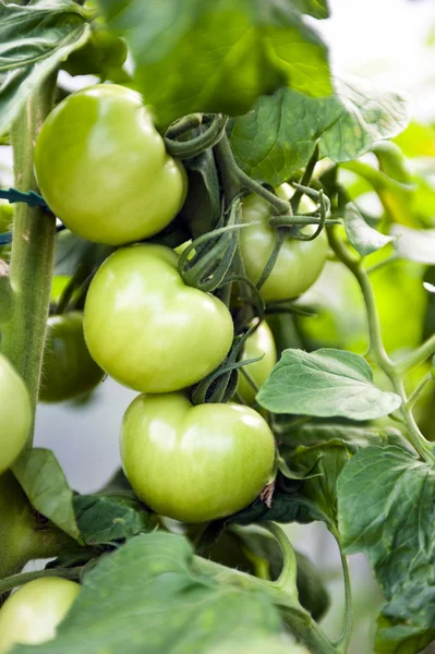 Green Tomatos — Stock Photo, Image