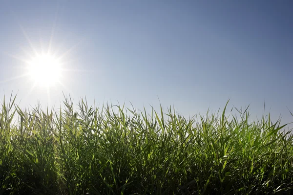 Gras en zonlicht — Stockfoto