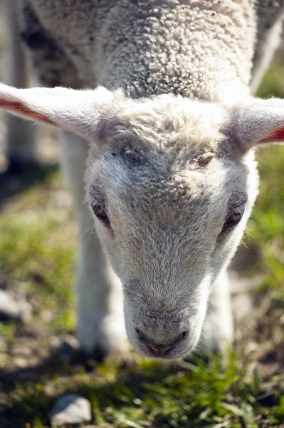 stock image Lamb