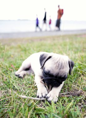 Puppy playing with Stick clipart