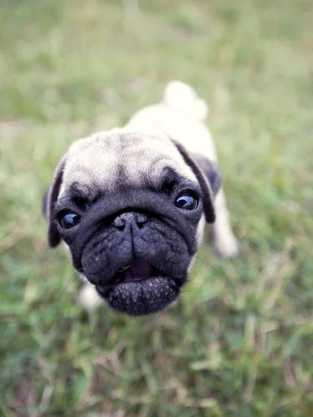 Mops Puppy - Wide Angle — Stock Photo, Image