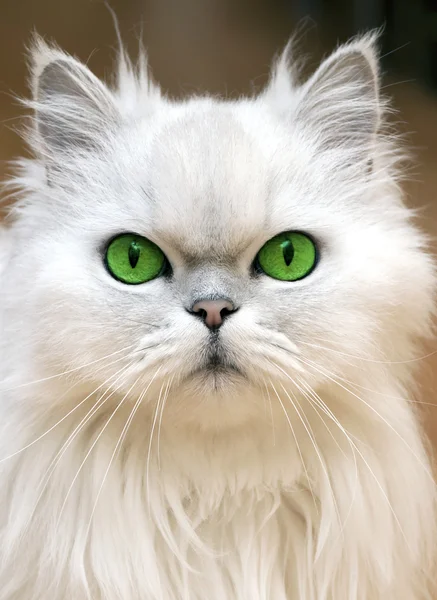Gröna ögon Stockbild