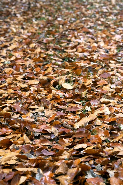 stock image Autumn leaves