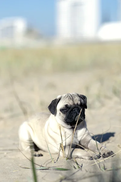 Cãozinho de banho de sol — Fotografia de Stock