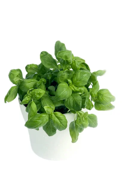 Basil in pot — Stock Photo, Image