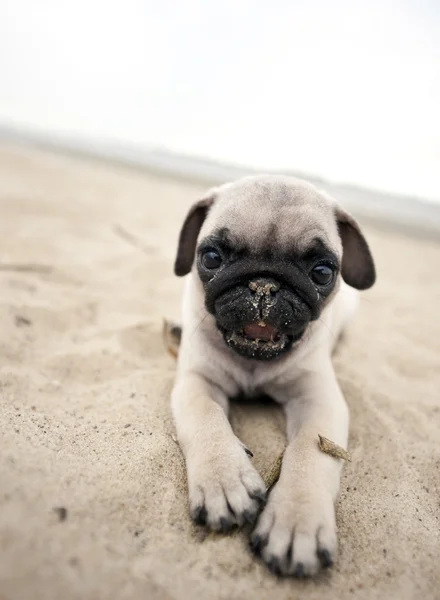 Pug Filhote Cachorro Divertir Muito Praia — Fotografia de Stock