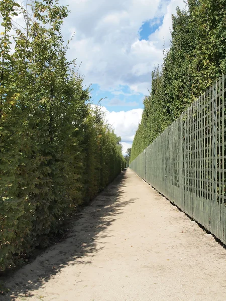 stock image Walkway Lined with Trees and hurdle