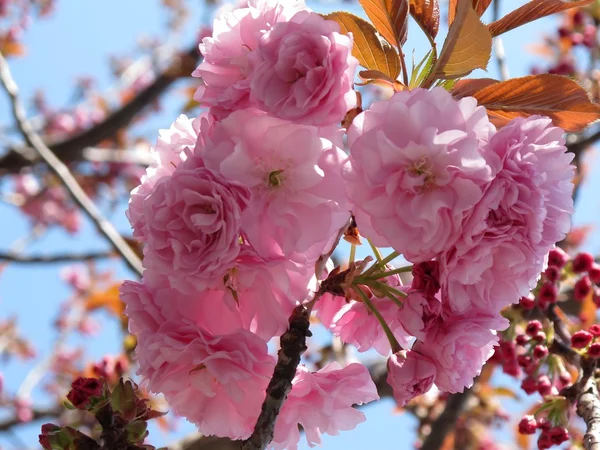 stock image Pink cherry blossoms detail isolated with selective focus. Spring background. Photo at Tokyo , Japan