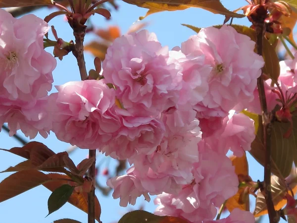 Rózsaszín Cseresznye Virágok Részletesen Elszigetelt Szelektív Összpontosít Tavaszi Háttér Fotó — Stock Fotó