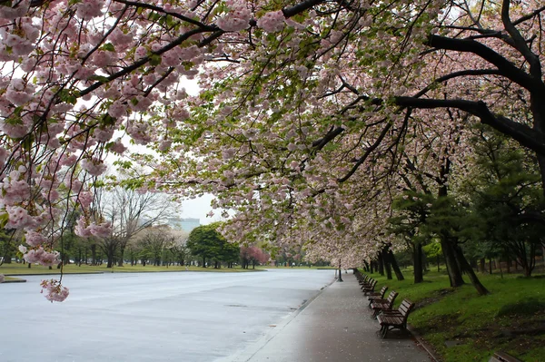 Sakura Flores Cerezo Florecen Por Completo Parque Fondo Primavera Foto — Foto de Stock