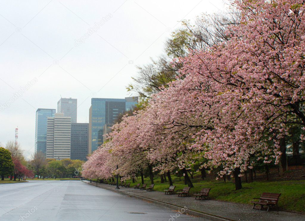 Sakura Cherry blossoms full bloom in Town . Spring background. Photo at Tokyo Japan