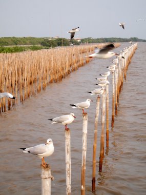 martıların Denizi, Tayland, thailand (dikey bambu bir dakika)