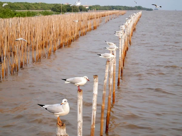 stock image Seagulls hold on bamboo in sea , Thailand