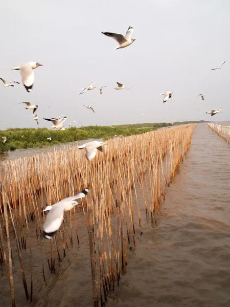 Seagulls fly over bamboo in sea Thailand — Stock Photo, Image