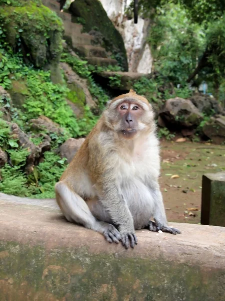 stock image Monkey is sitting on the wall