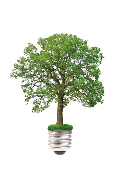 Eco έννοια: δέντρο αυξάνεται από τη λάμπα φωτός — Φωτογραφία Αρχείου