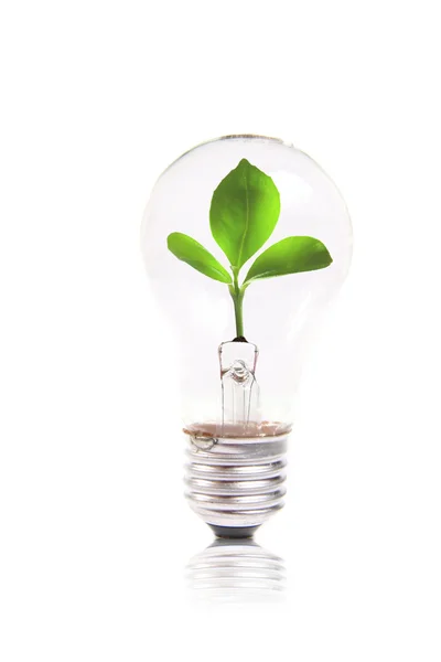 Conceito Eco: lâmpada com planta verde no interior — Fotografia de Stock