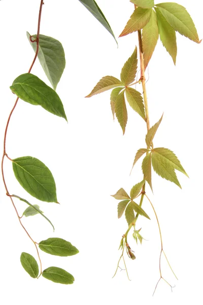 Due tipi di piante rampicanti — Foto Stock