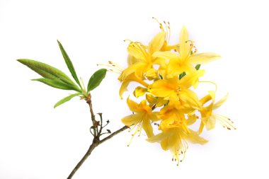 Rhododendron clipart