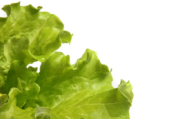Green salad feaf — Stock Photo, Image