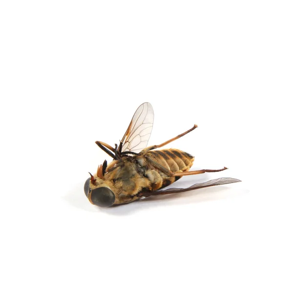死んだスズメバチ — ストック写真