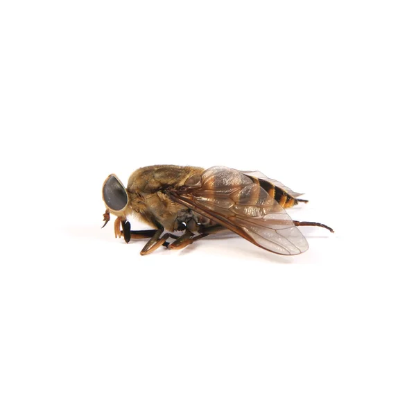黄色のジャケットのハチ — ストック写真