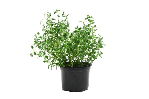 Potted thyme isolated on white background — Stock Photo, Image