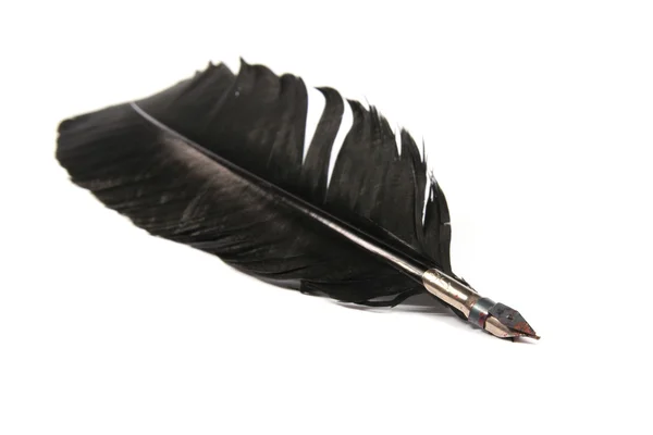 Μαύρο φτερό απομονωμένο σε λευκό φόντο — Φωτογραφία Αρχείου