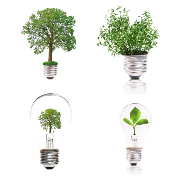 Эко-концепция: разнообразие лампочек с растением внутри — стоковое фото