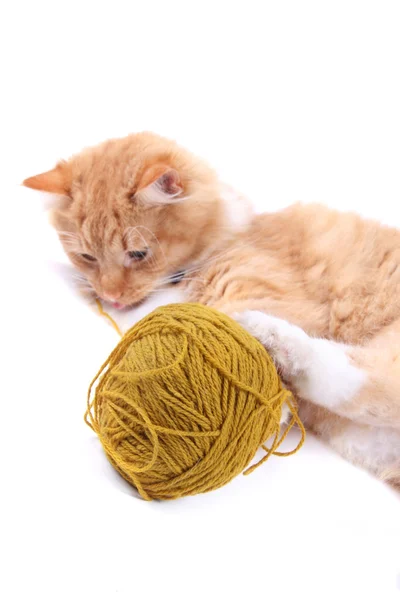 Cat playing with ball of wool — Stock Photo, Image