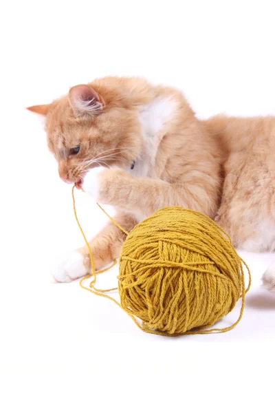 Cat playing with ball of wool — Stock Photo, Image