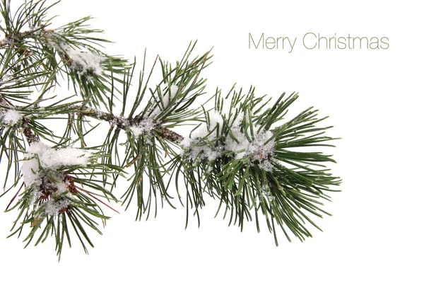 Branche de pin couverte de neige et de texte - Joyeux Noël — Photo