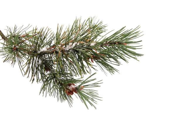 stock image Pine tree branch covered with snow