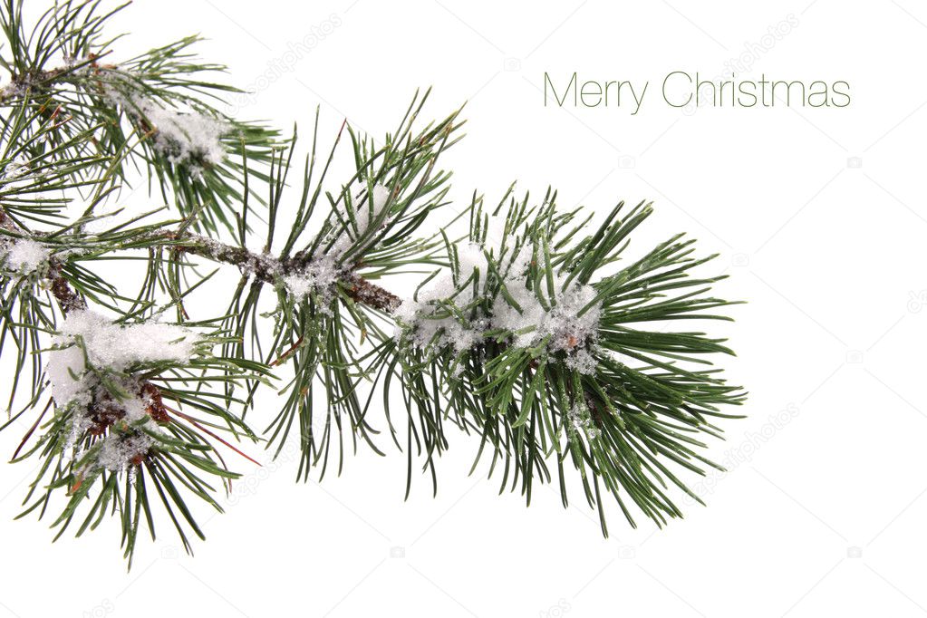 Pine tree branch covered with snow and text - Merry Christmas