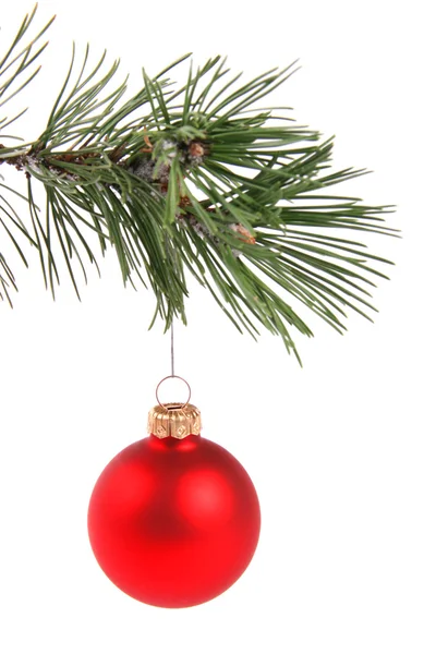 Červená vánoční koule visící na větvi stromu borovice — Stock fotografie