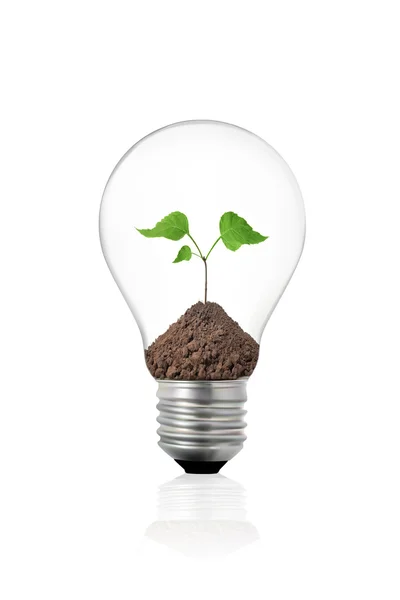 Эко-концепция: лампочка с зеленым растением внутри — стоковое фото