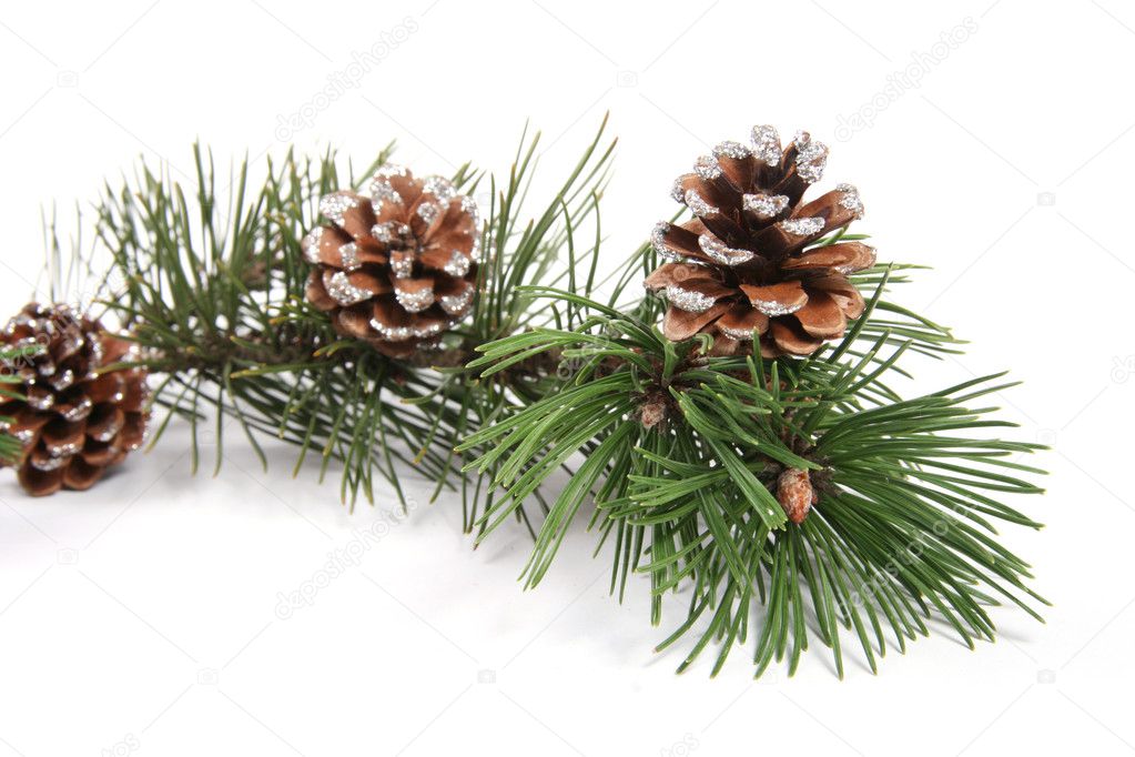 Pine tree branch with pinecones