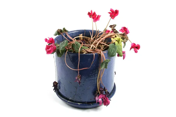 Flowerpot of wilted flowers — Stock Photo, Image