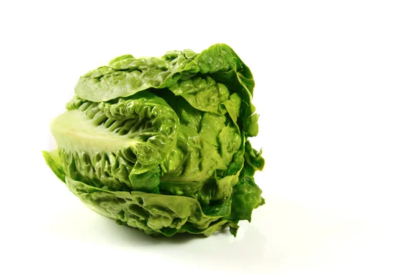 Butter head lettuce — Stock Photo, Image