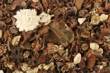 arka plan bitki ve kuru çiçekler