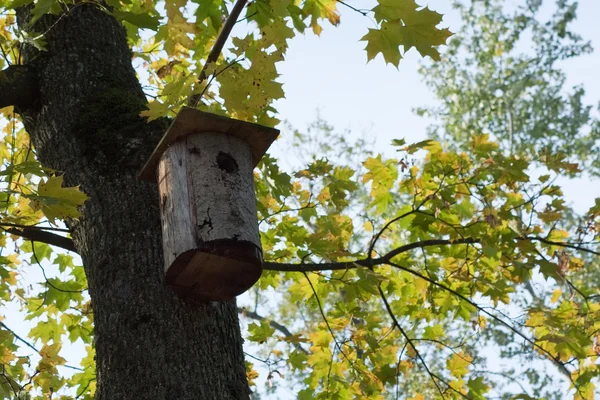 stock image Autumn House bird - no one lives