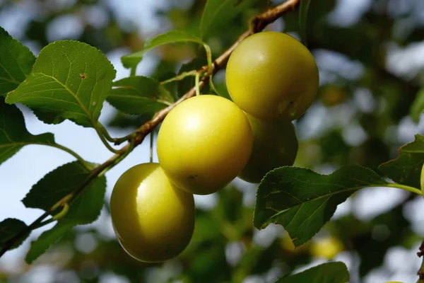 stock image Plum branch with fruit