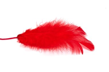 Red feather over white background clipart