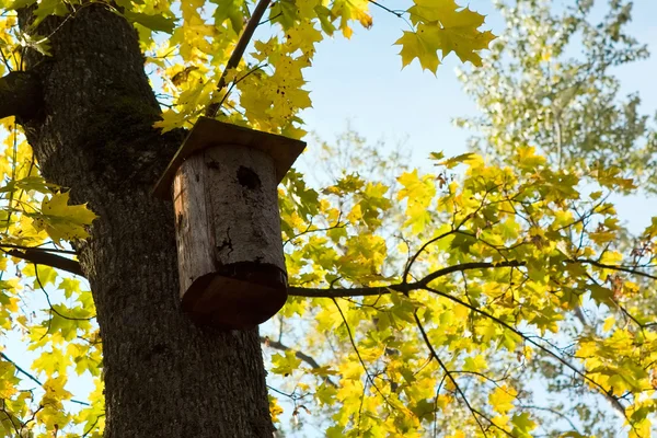 Stock image Starlings' house