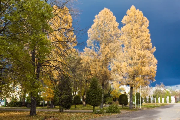 Nice park in autumn — Stock Photo, Image
