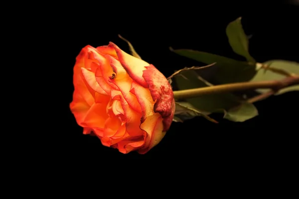 A fekete háttér elszigetelt rózsa gyűrű Jogdíjmentes Stock Fotók