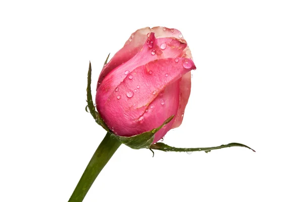 Rose drops the ring on a white background isolated — Stock Photo, Image