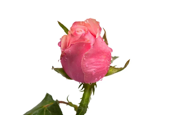 Rose deixa cair o anel sobre um fundo branco isolado — Fotografia de Stock