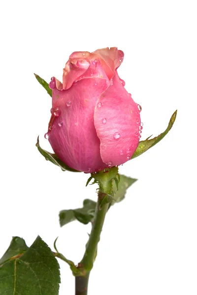 玫瑰把戒指扔在孤立白色背景上 — 图库照片